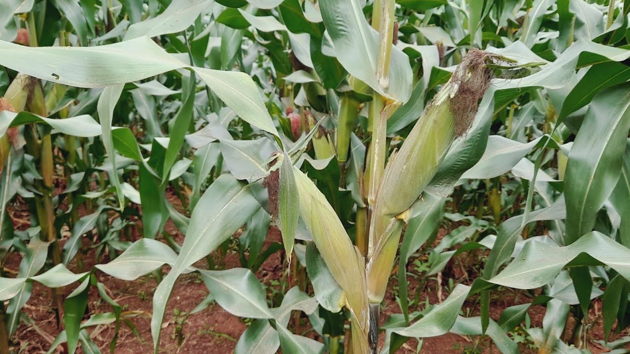 DK 777 Maize Variety...Top African Farmer.