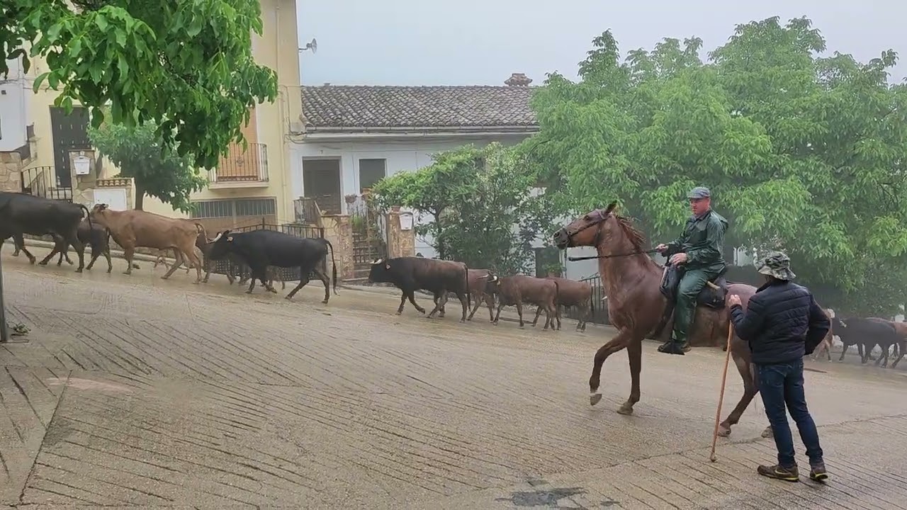 Trashumancia a su paso por Burunchel (Jaén) reses bravas, Ganadería Antonio Fernández