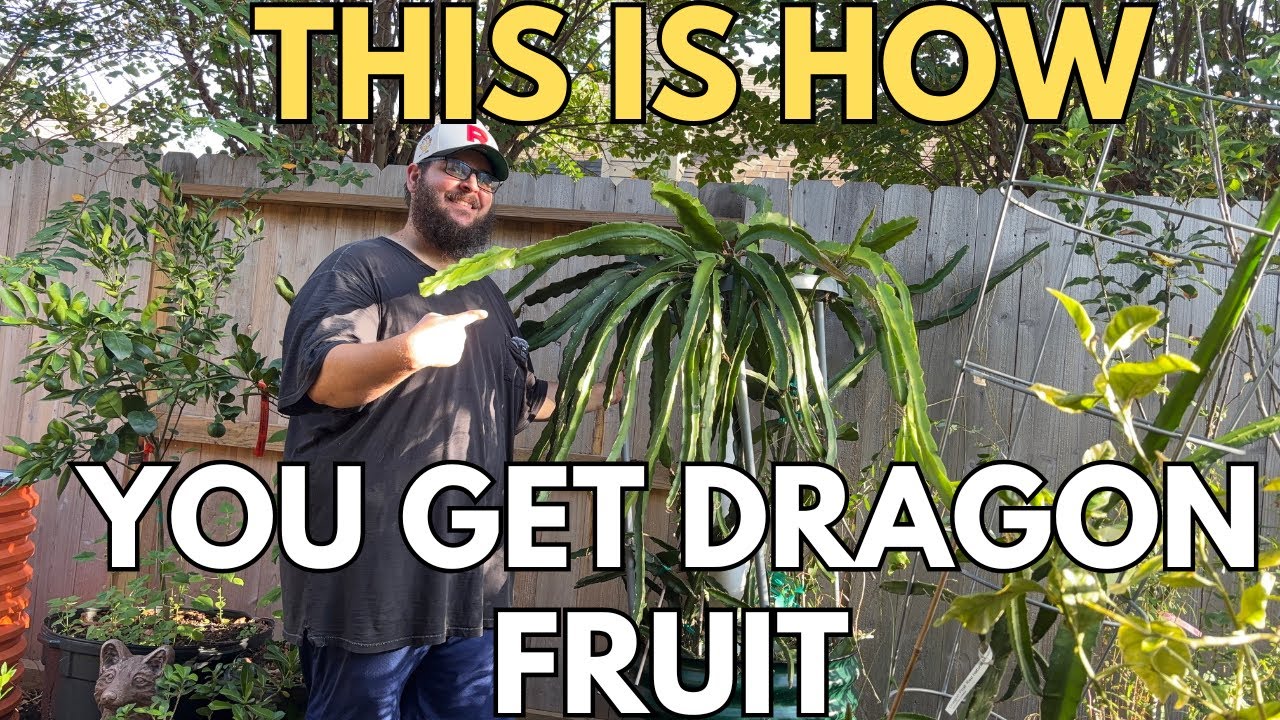 Why Pruning My Dragon Fruit Was The Best Way To Get Fruit