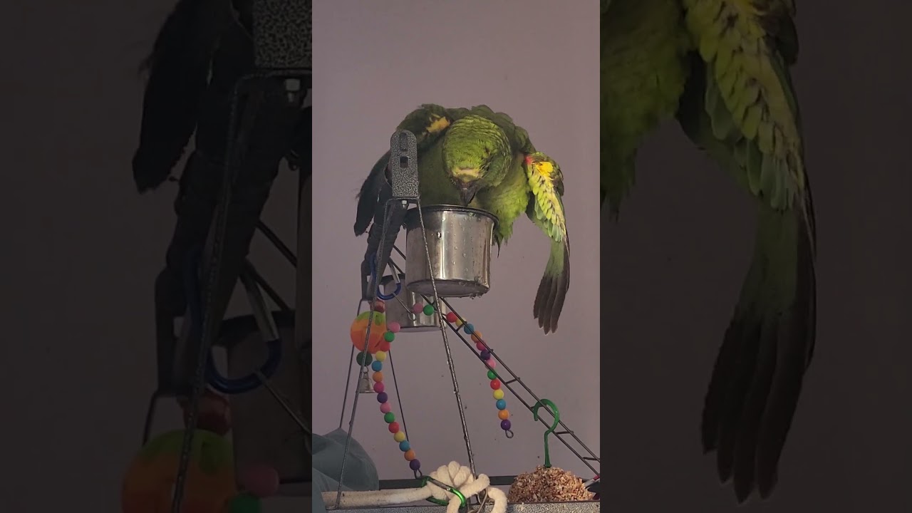 Bath Time #birds #funny #funnybirds #bathtime #parrot #amazon #animals