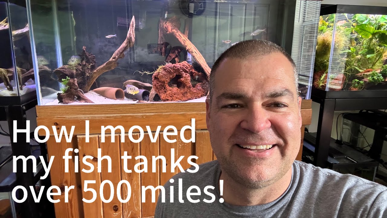 How to Move Aquarium Fish hundreds of miles!