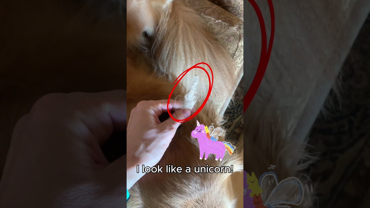Dog Detangler Spray Grooming Hack 