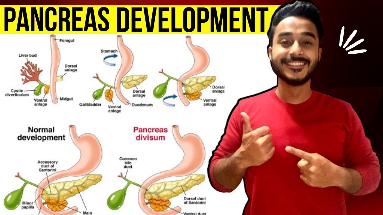 development of pancreas embryology | pancreas development embryology