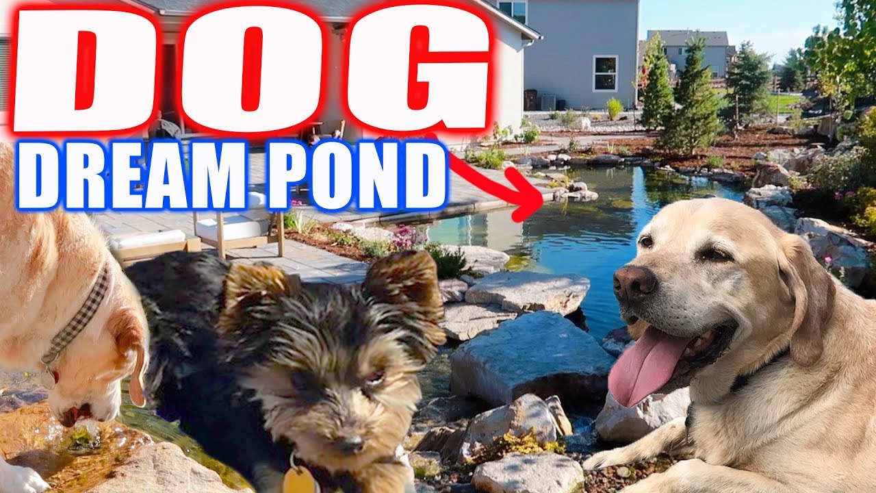 EPIC POND with a Built-In DOG FOUNTAIN!
