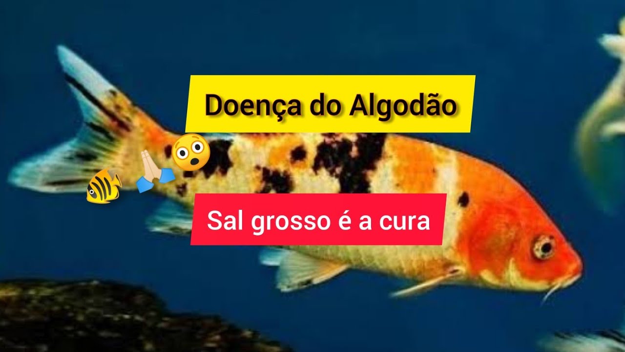 Peixe doente. Pode ser fungo, saiba como tratar de forma simples e fácil com sal grosso.