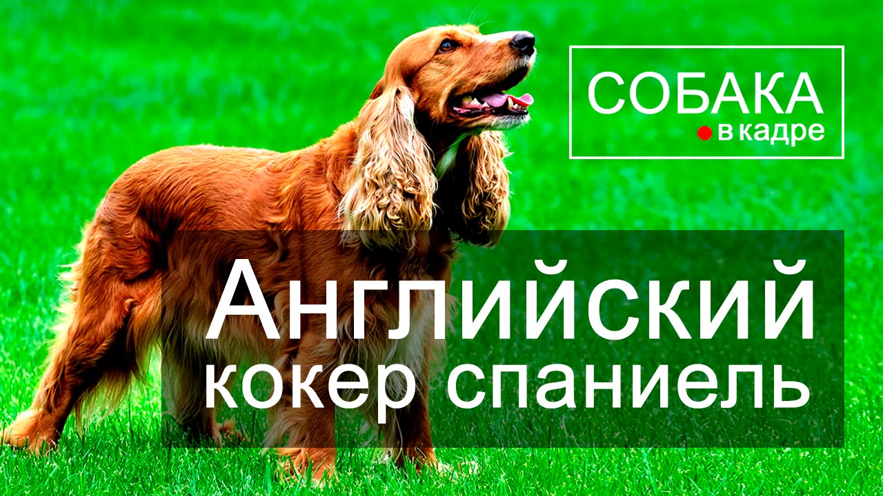 Английский кокер спаниель. Энциклопедия пород собак.