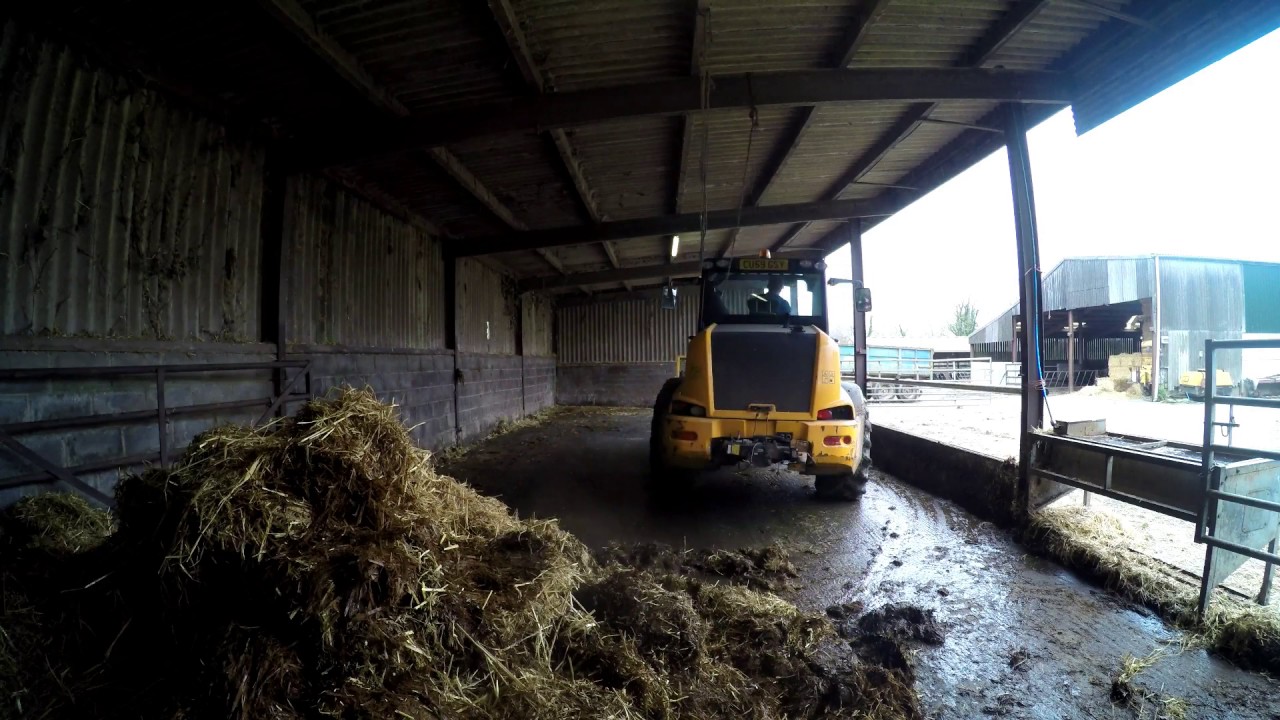 Mucking out the calving shed.