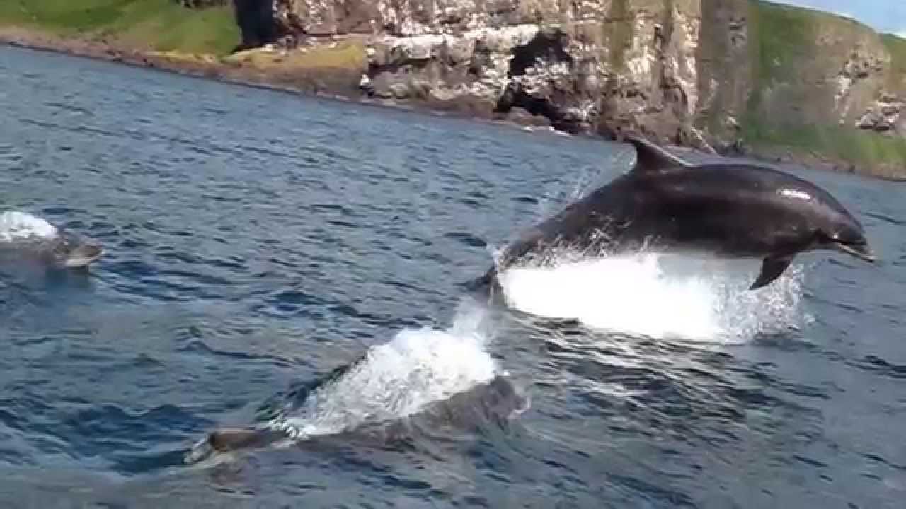 Dolphins off Stonehaven