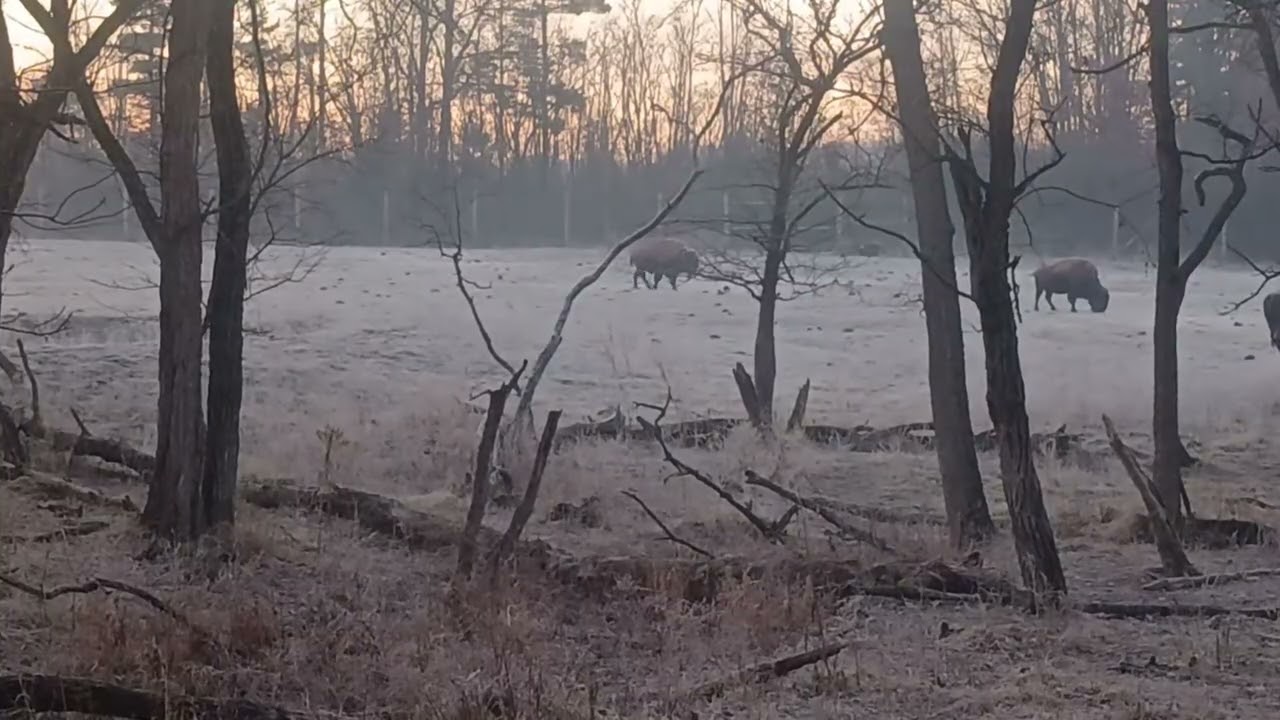 Magnificent Morning Bison.           