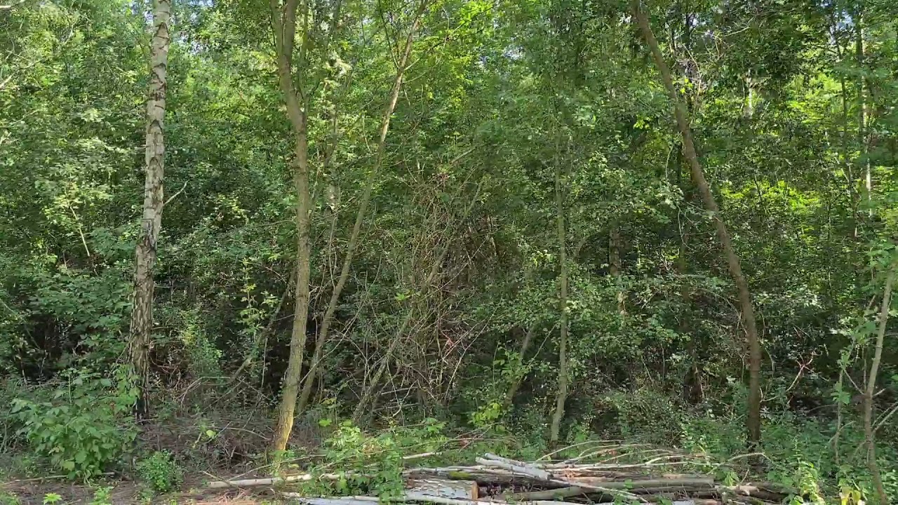 Działka budowlana 3000 m2. Sokule