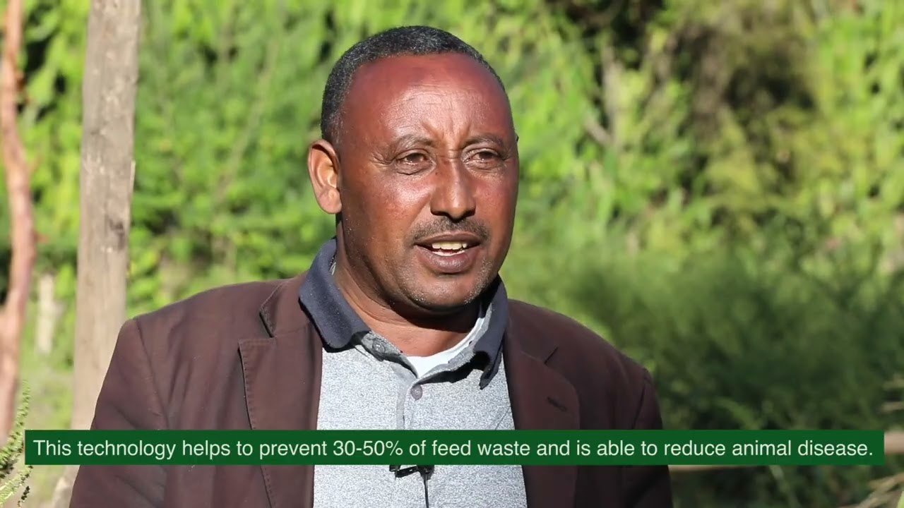 Improved livestock feeding yields positive results for Ethiopia's farmers