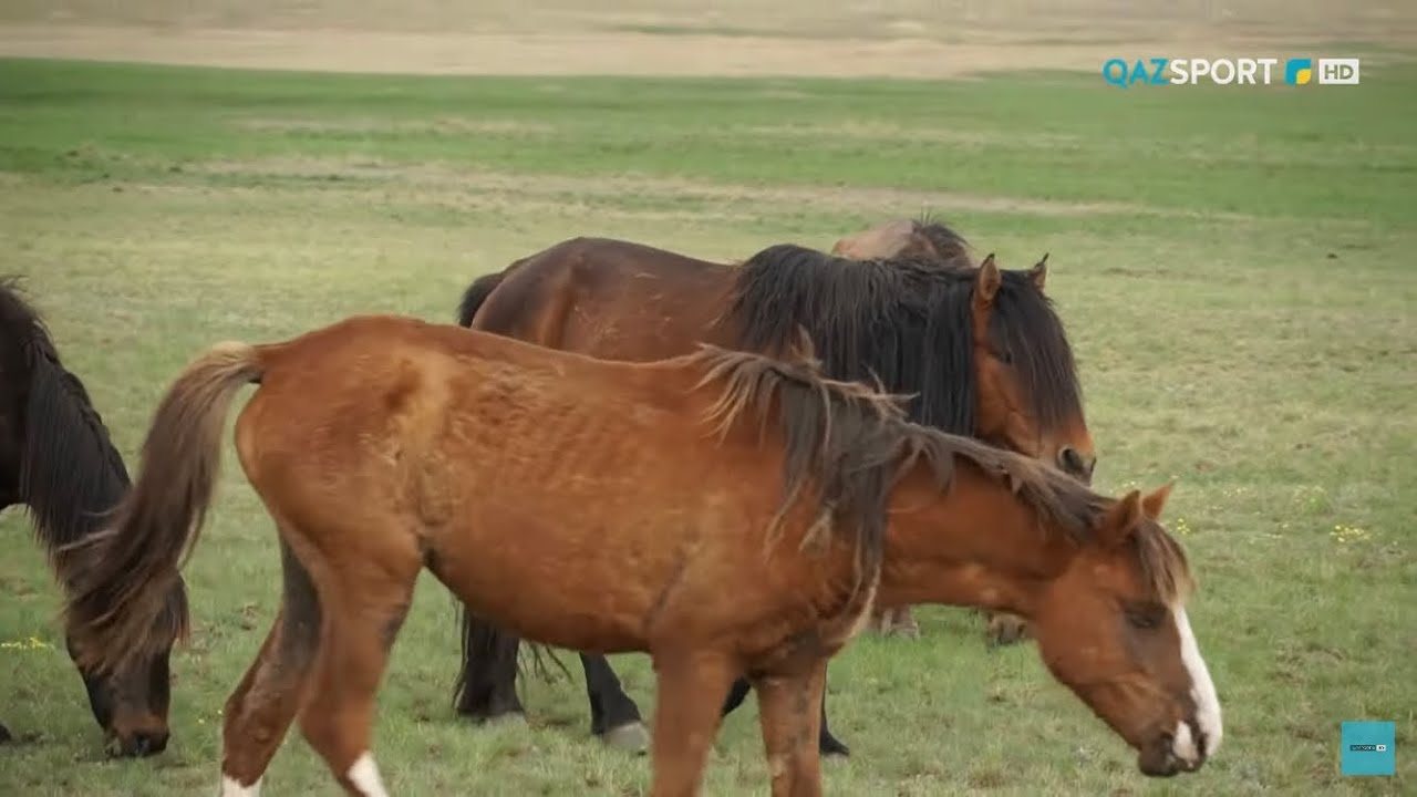 «СӘЙГҮЛІК СЫНЫ». Қазақ жылқысының тарихы. 1-бөлім