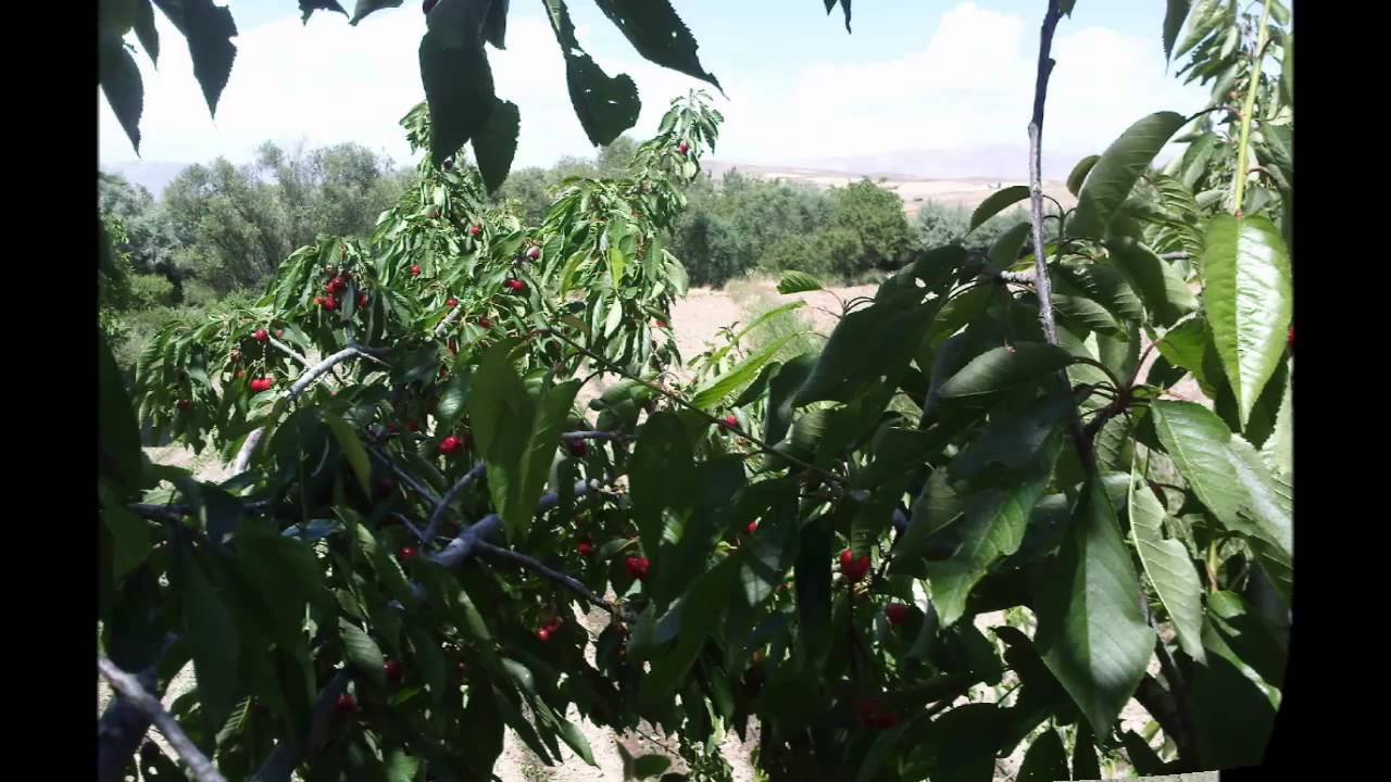 Elazığ salkaya (hersenk) köyü
