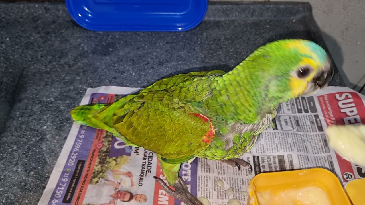papagaio comendo papinha de fuba