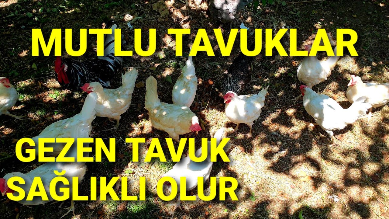 LİGORİN ÜRETİM ANAÇLARIMIZ. YAKIŞIKLI HOROZLARLARIMIZIN OLDUĞU SERBEST GEZEN TAVUK ÇİFTLİĞİMİZ.