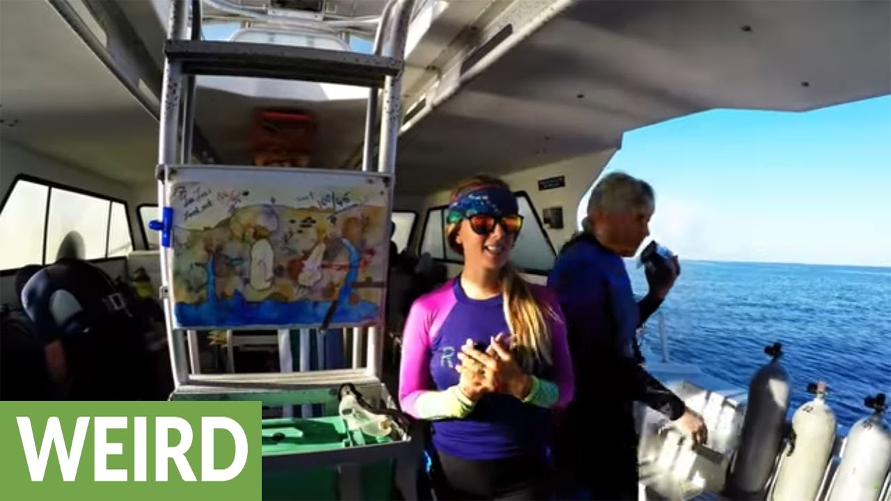 Divemaster gives highly animated briefing before deep dive