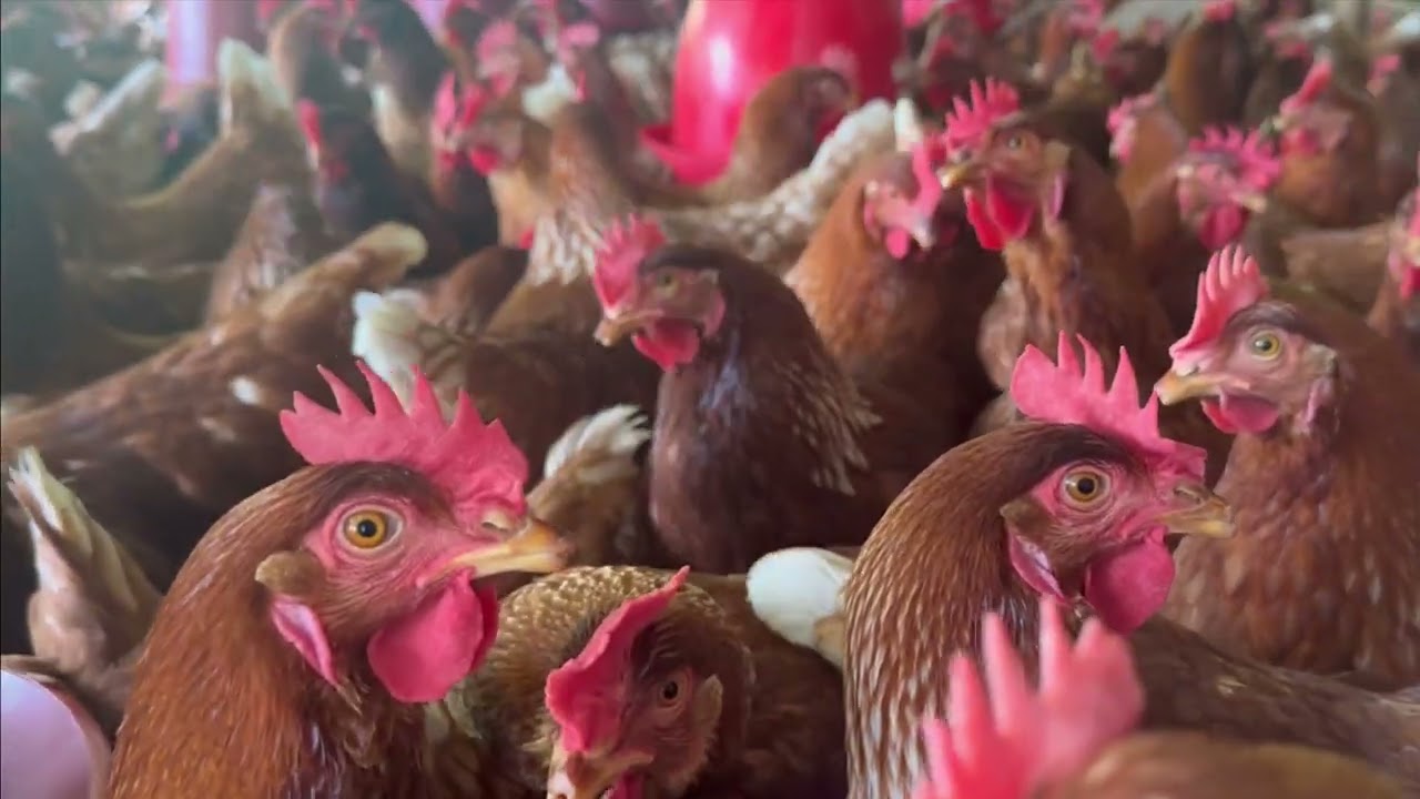 Cu&aacute;l es el MEJOR ALIMENTO para las gallinas ponedoras?