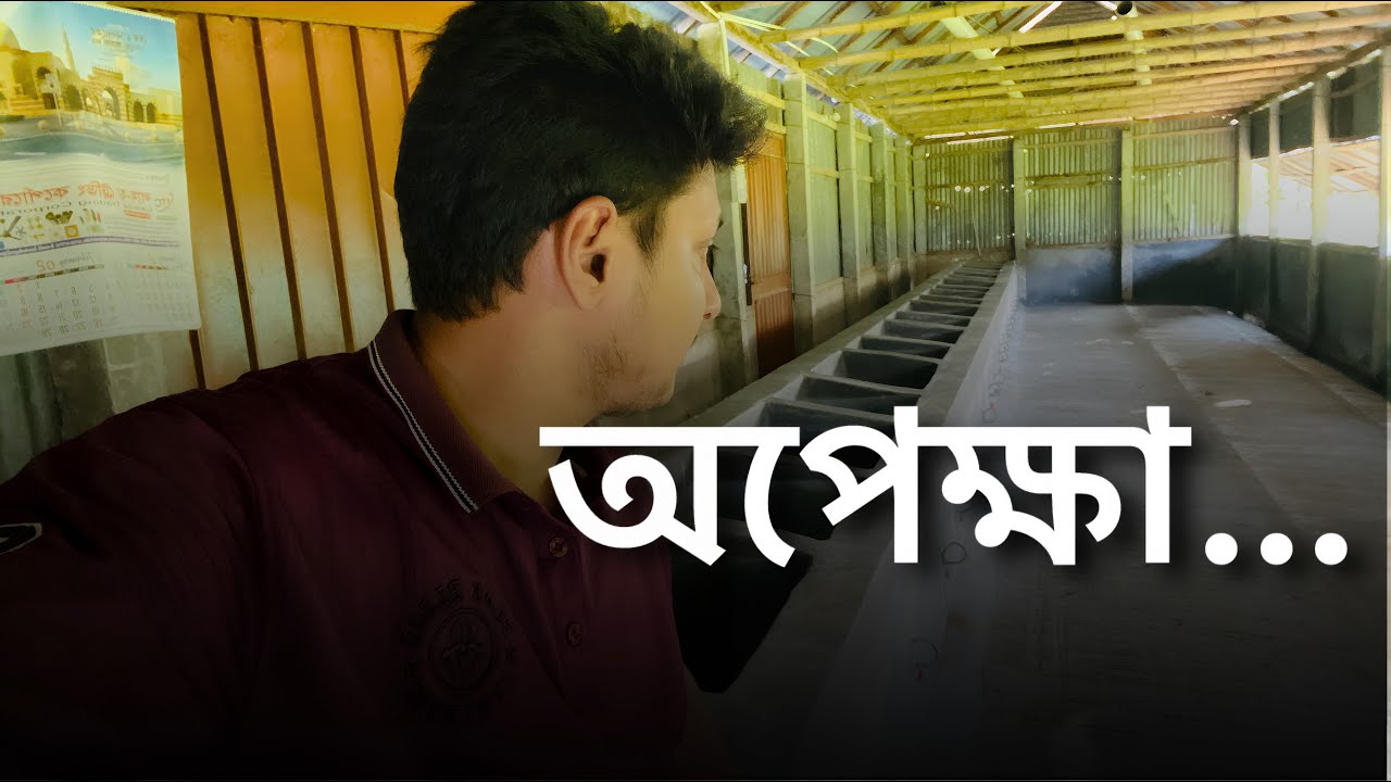গরুর খামার | AgroNature NAYEM