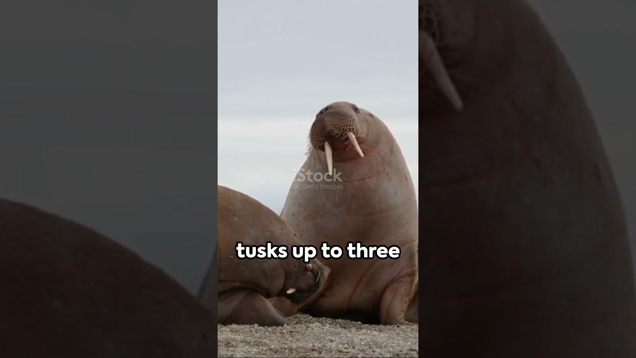🌊Pacific Walrus #PacificWalrus #MarineLife #ArcticAnimals #ViralShorts