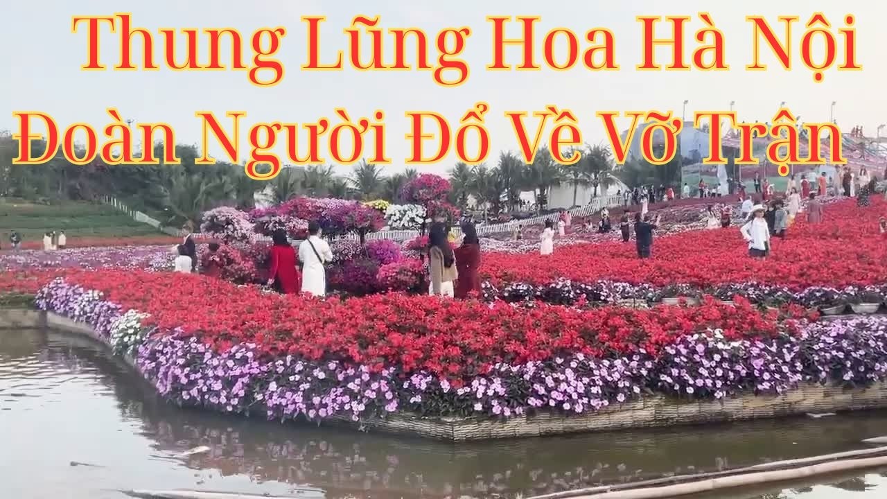 Tết Du Xuân Thung Lũng Hoa Hồ Tây Vỡ Trận Vì Người Đâu Ra Nhiều Thế