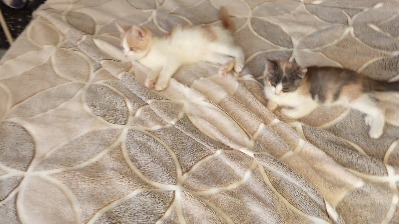 Жизнь котят 