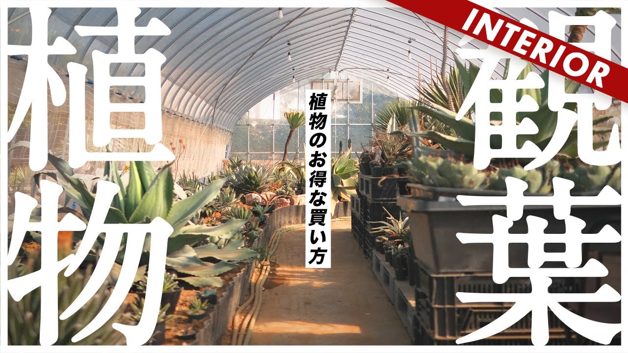 【インテリアグリーン】良い植物を安く買える！観葉植物の穴場のお店（アガベ、エアプランツ）
