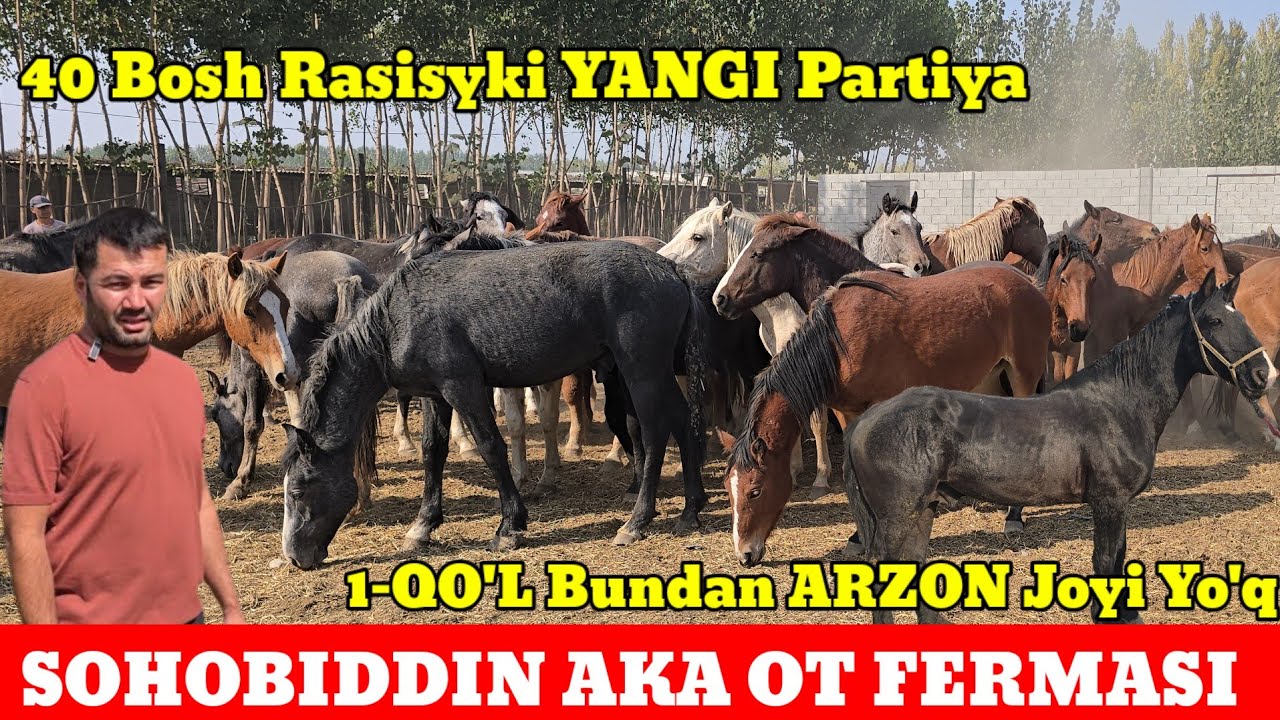 SOHOBIDDIN AKA OT FERMASI 70 BOSH RASISYKI YANGI PARTIYA OTLAR KELDI ARZON JOYIDAN SO'RAGANLARGA 