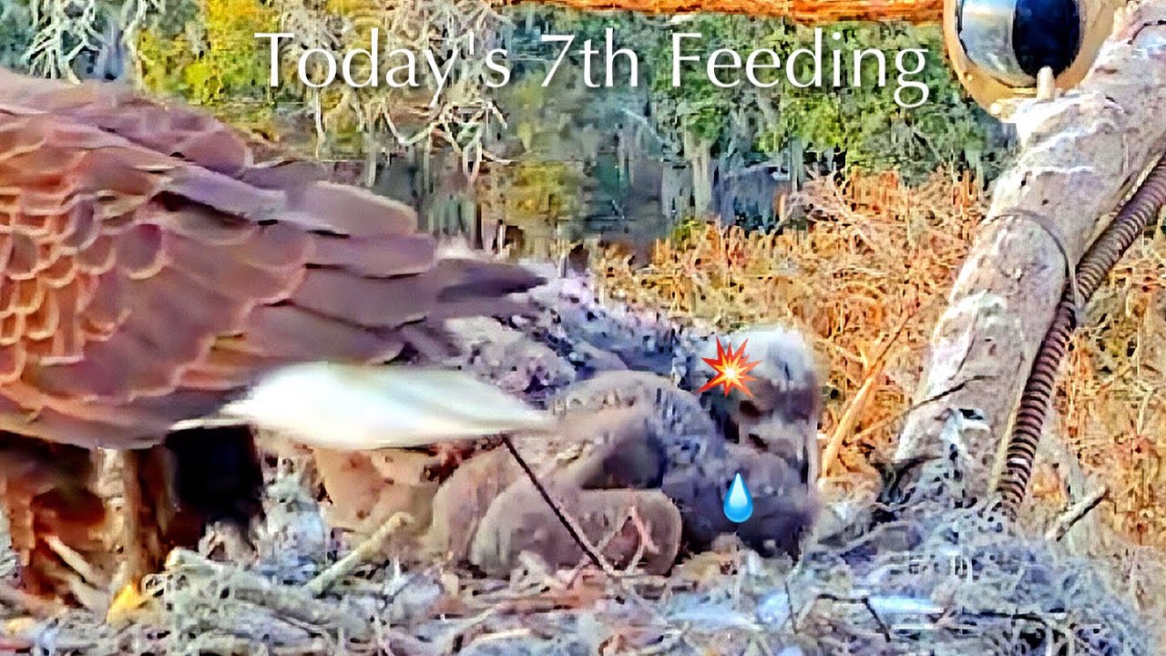 #210🦅🐥31°🐥26°／Winter Park Eagle Nest 2026／Against All Odds:One-Eyed Mom／by Winter Park Eagle Cam