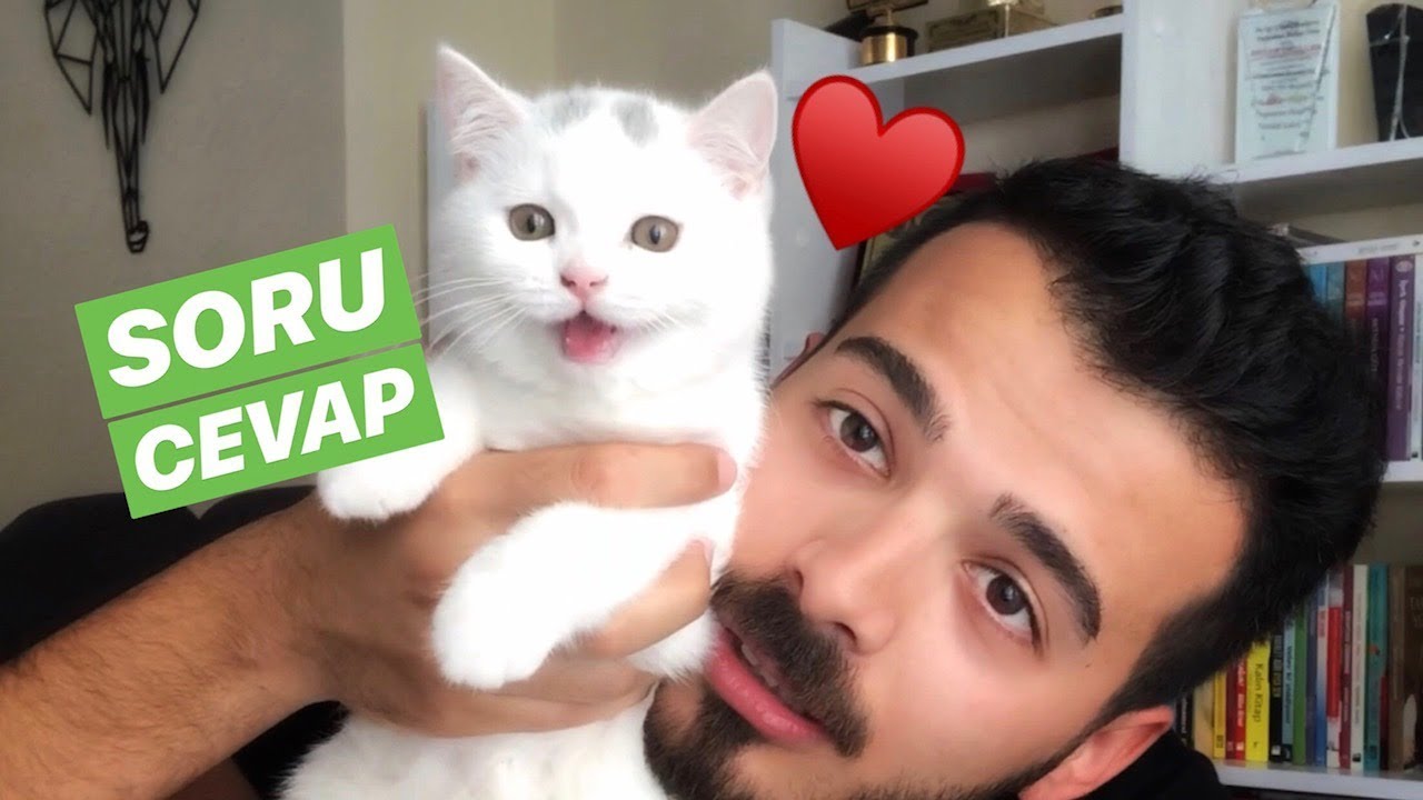 KEDİLERİ NASIL SAHİPLENDİM? ve MERAK EDİLENLER!