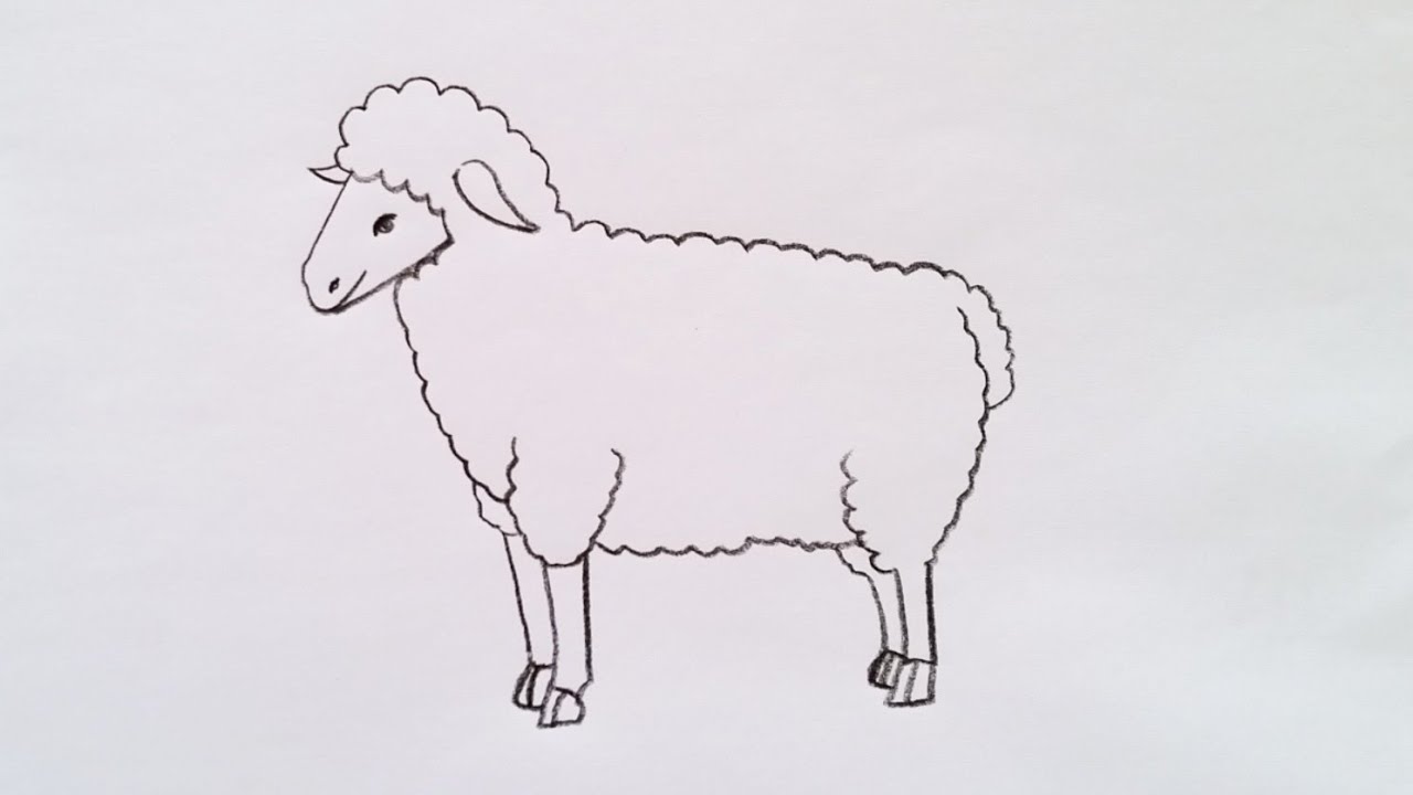 how to draw sheep drawing easy step-by-step@Kids Drawing Talent