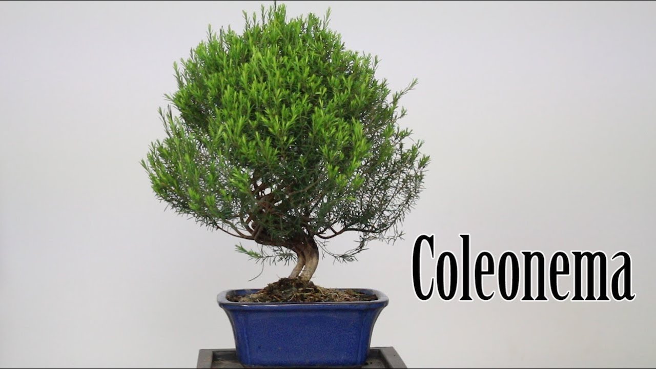 Caleonema bonsai