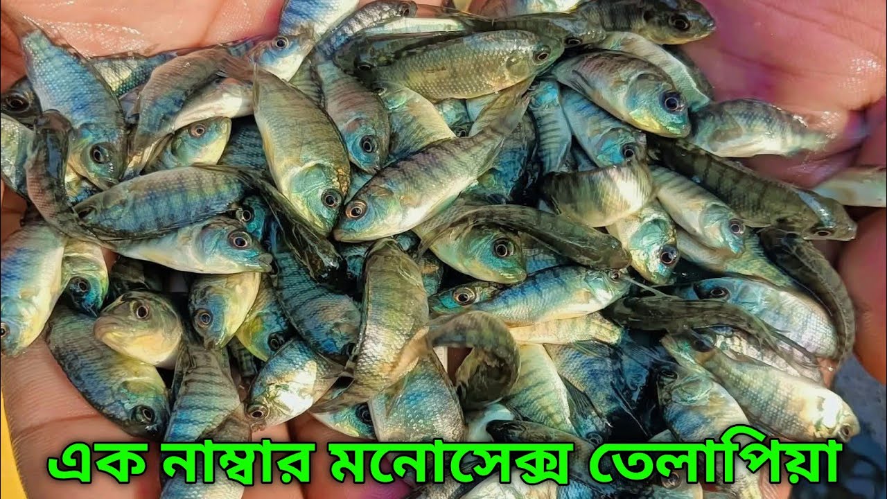 28 দিন হরমোন কমপ্লিট করা হাইব্রিড মনোসেক্স তেলাপিয়া মাছের পোনা 01799515226