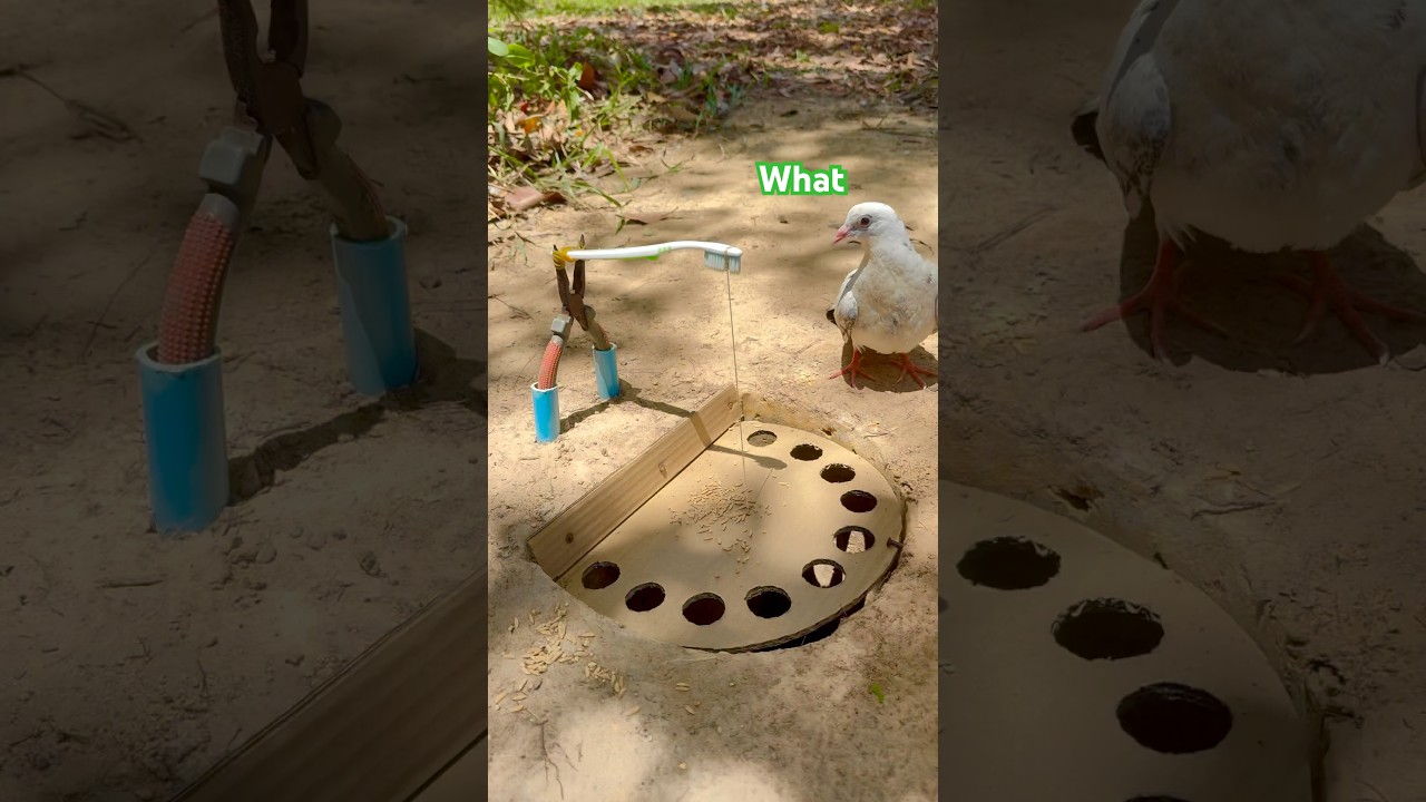 Experiment bird trap using pliers and toothbrush #shorts #birds #trap #experiment #craft