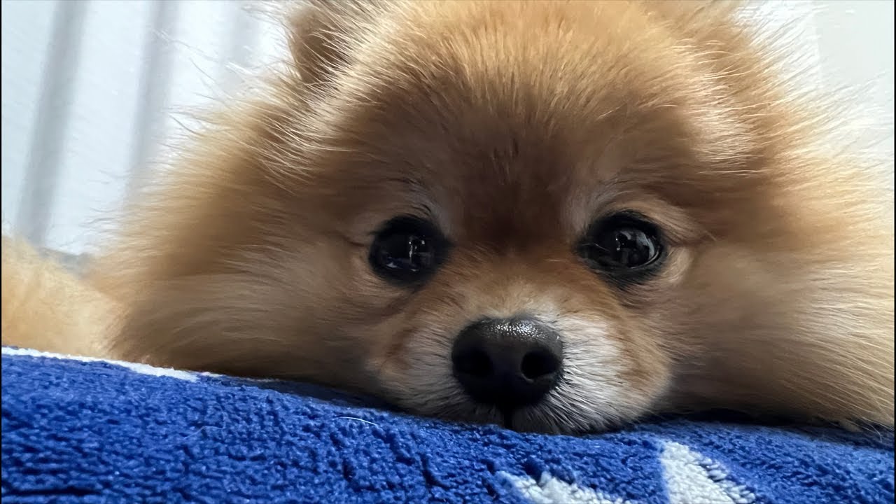 今日はドッグラン行って走りまくったよー🐶