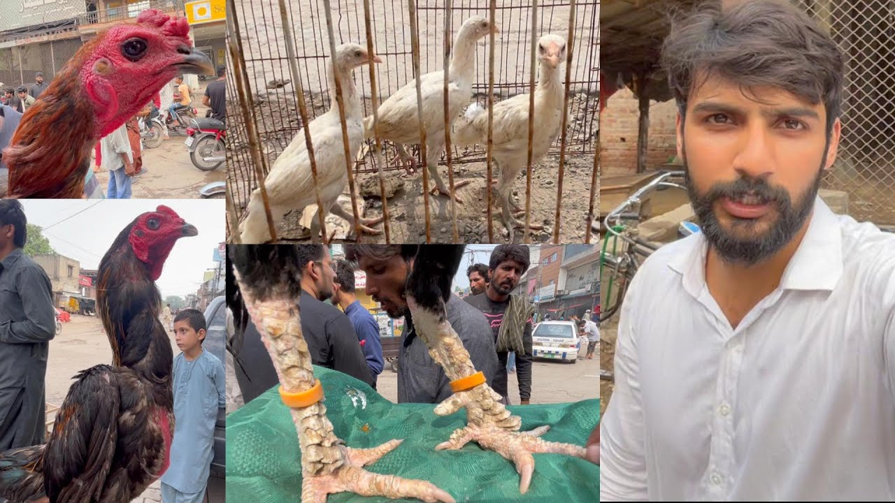 Best Aseel Murghy mandi Mein | Shamoo,  Heera Murgha, Ganju Breed,Ghulam Sabir Mandi Vlog