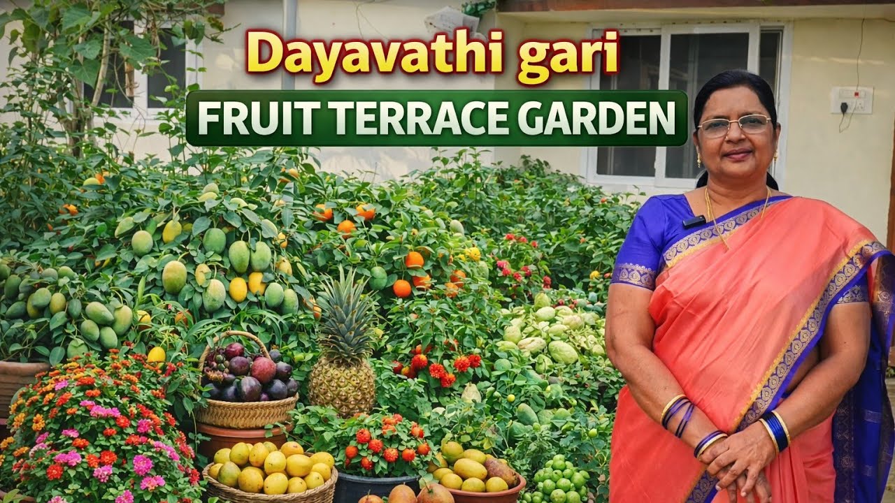 దయావతి గారి పండ్ల తోట #fruitplants #terracegarden #fruits #organicgardening #organicterracegarden 