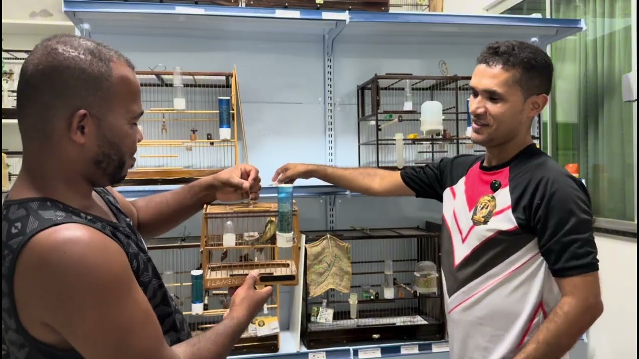 ￼ Parte dois da entrega #do filhote do nosso amigo #Joquinha#baiano #aves #coleirosolto #passaros 