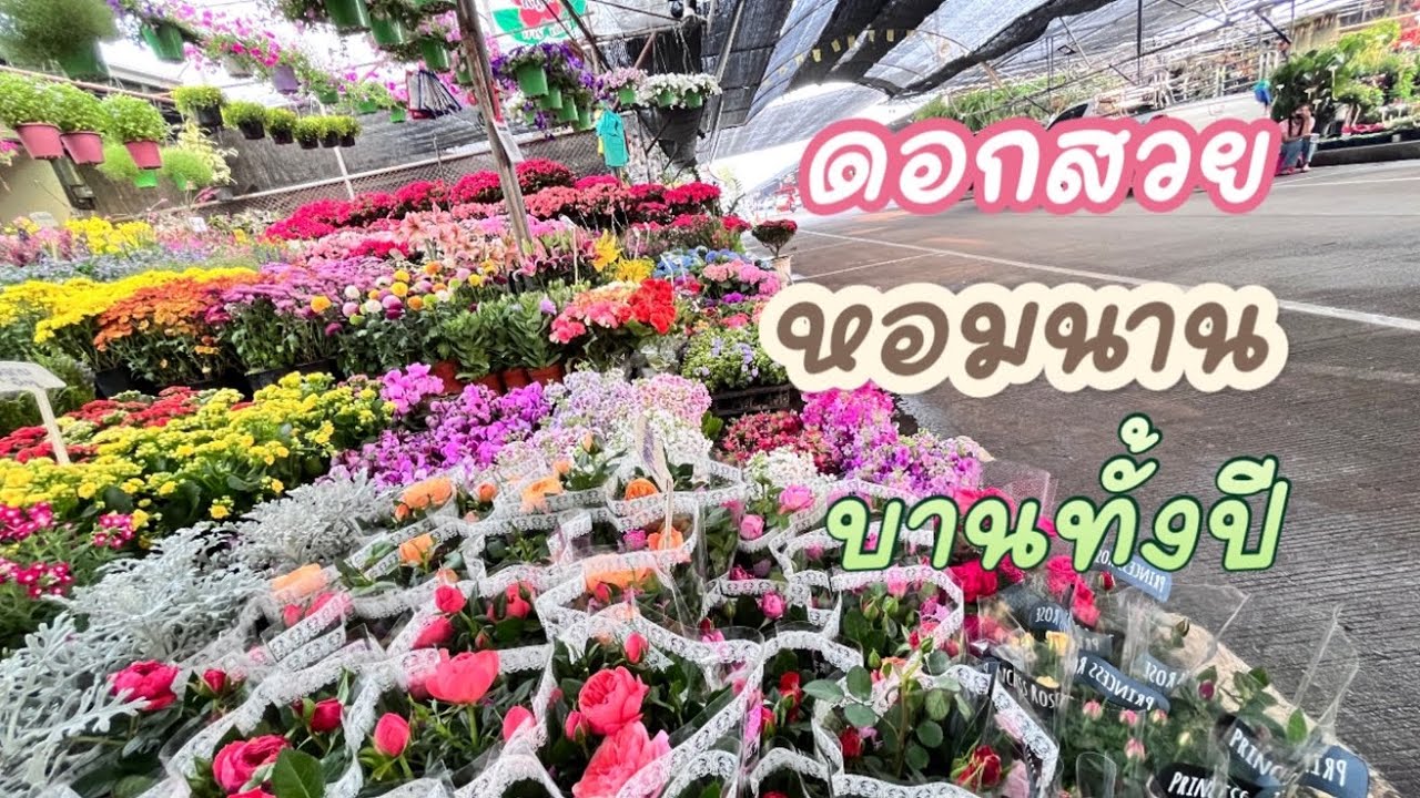 สวยทุกดอก เลือกดอกไม้ เลือกที่นี่ ตลาดการ์เด้นเซ็นเตอร์ บางใหญ่