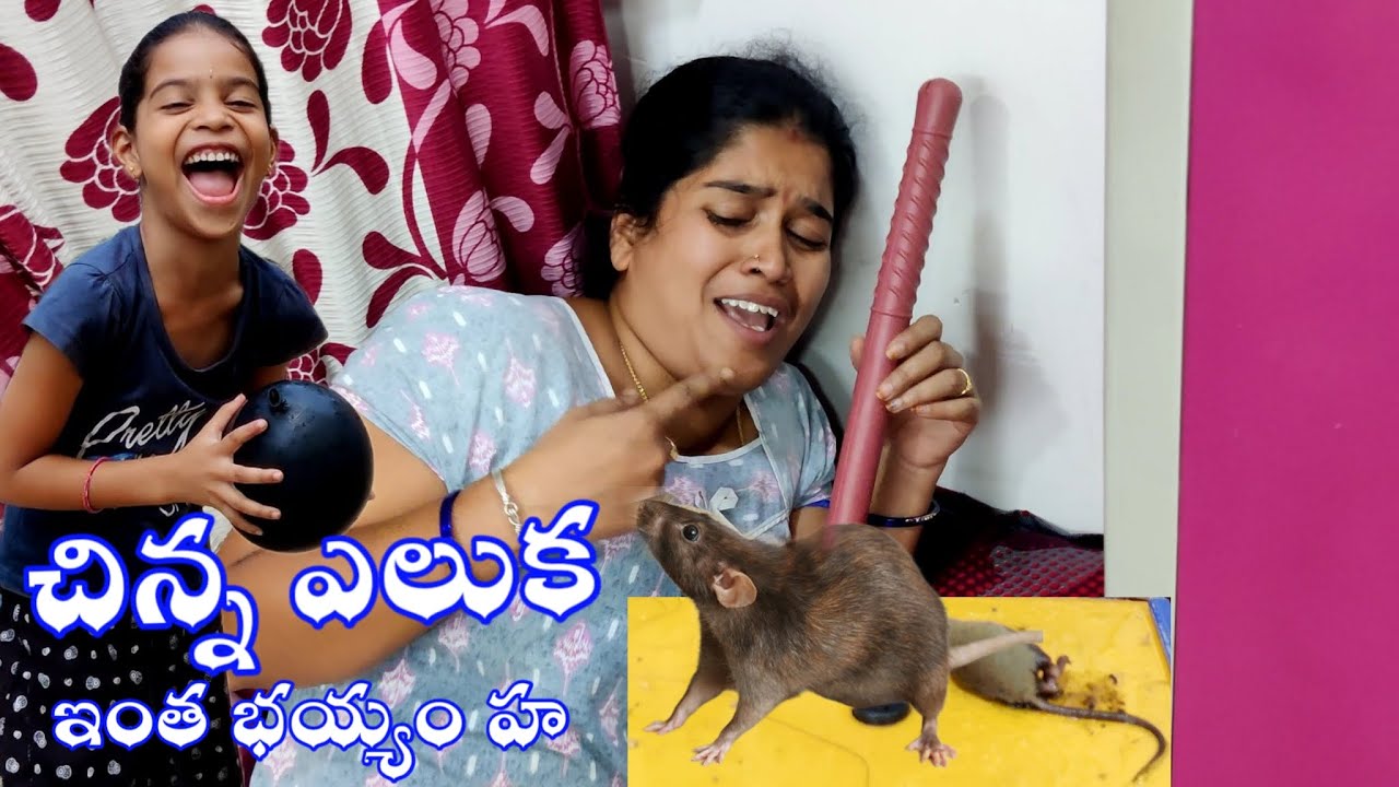 చిన్న ఎలుక పిల్లకు ఎంత బయపడిందో చుడండి || కొత్త video shooting time || janavi videos