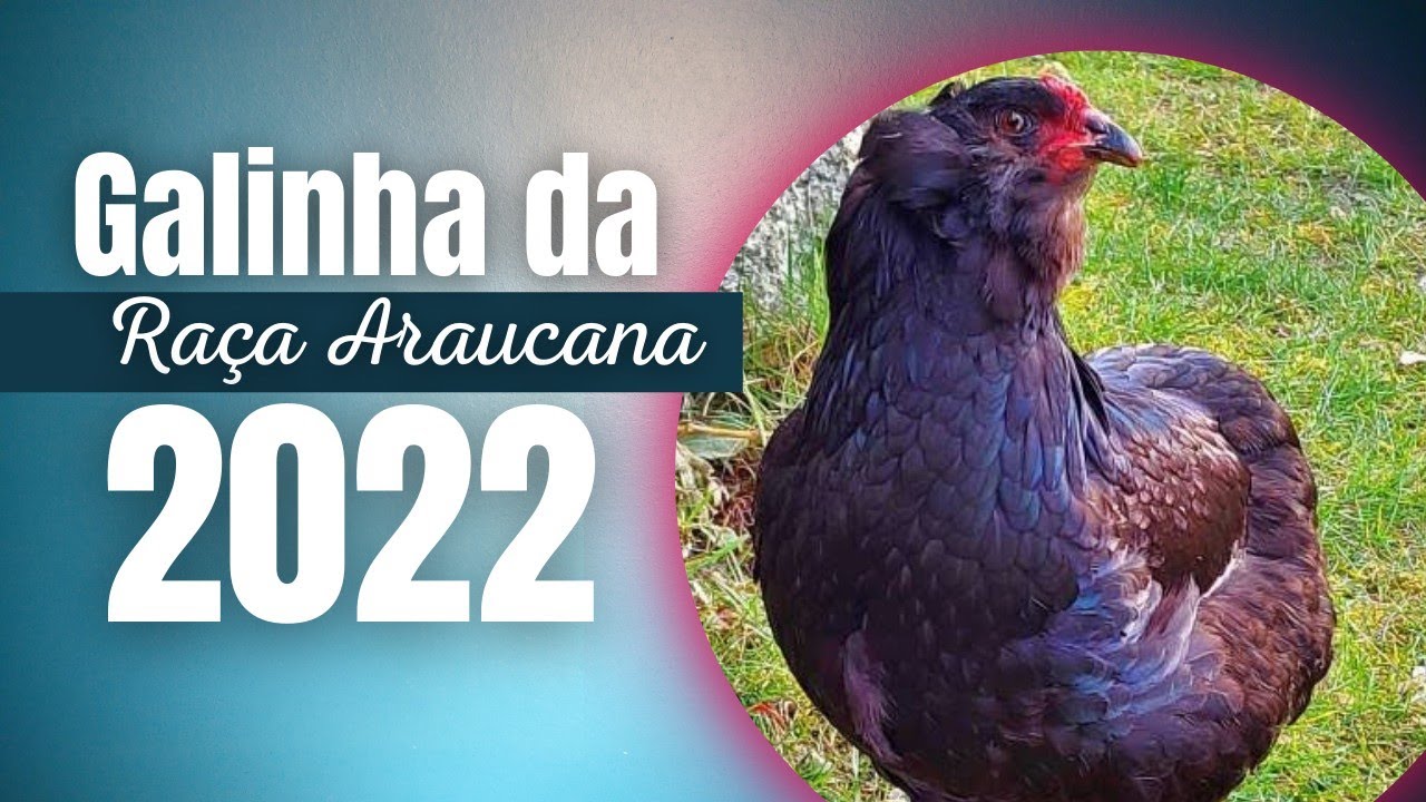 Galinhas Araucana e seus ovos.