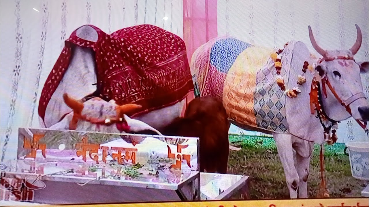 Gaomata ji ki dekhbhal karni chahiye 🐄 @poojakushwaha-f2z 