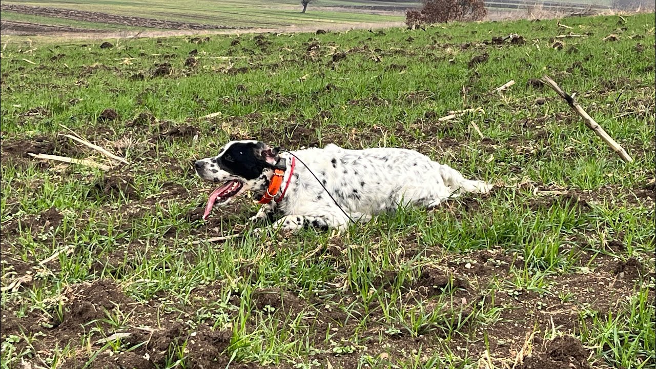 PETRA , Balkanlar’da 🇲🇰 Çil keklik #ingilizsetter #setteringlese #avköpeği #fieldtrial #setters