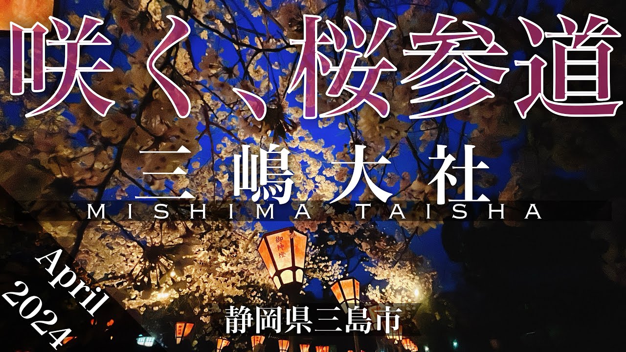 【静岡県三島市】伊豆国一の宮 三嶋大社 夜桜ライトアップ【桜のトンネル】