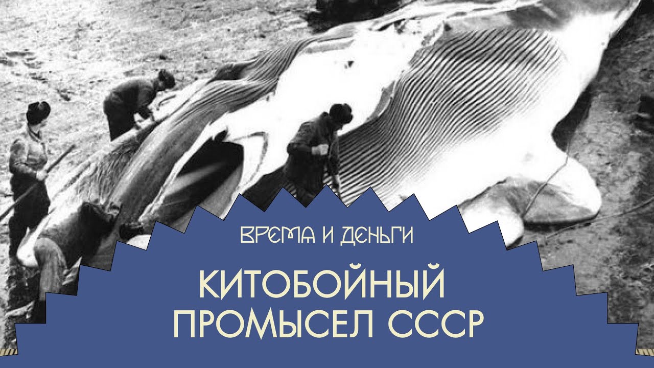 Киты. Как пролить океаны крови зря | Время и деньги