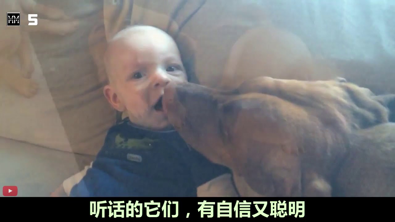 10种对孩童最友善的狗狗-中文字幕