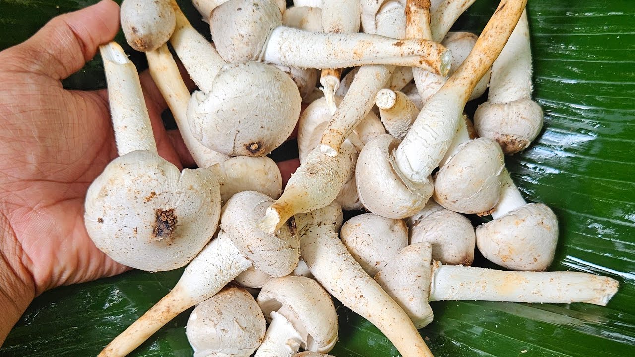 നാടൻ  കൂൺ  മസാല റസിപി  |How to make mushroom masala recipe malayalam | easy mushroom masala recipe