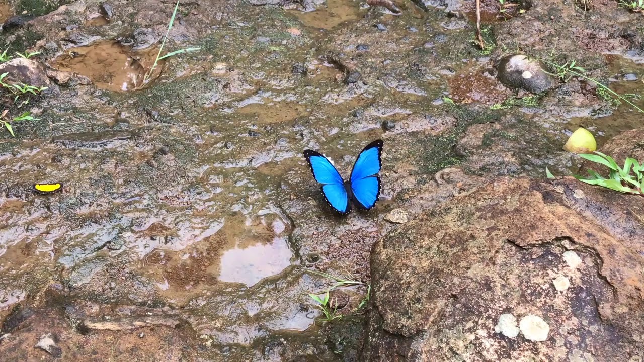 メネラウスモルフォMorpho menelaus トゥタピシコ川 2018/10/27 Rio Tutapishco Orellana, Butterfly of Ecuador