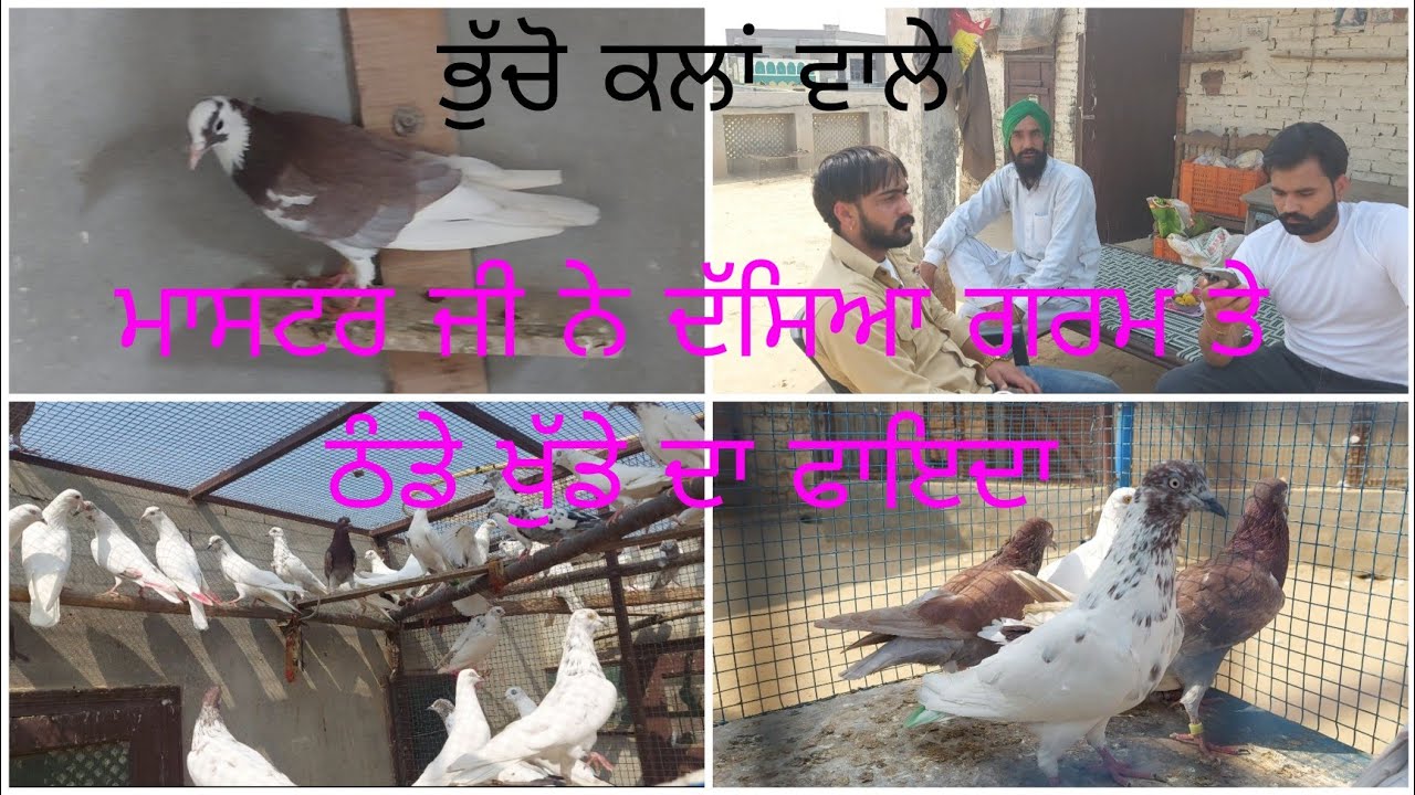ਗੁਰਪ੍ਰੀਤ ਮਾਸਟਰ ਭੁੱਚੋ ਕਲਾਂ ਦੇ ਕਬੂਤਰ। Part 3..9888306910