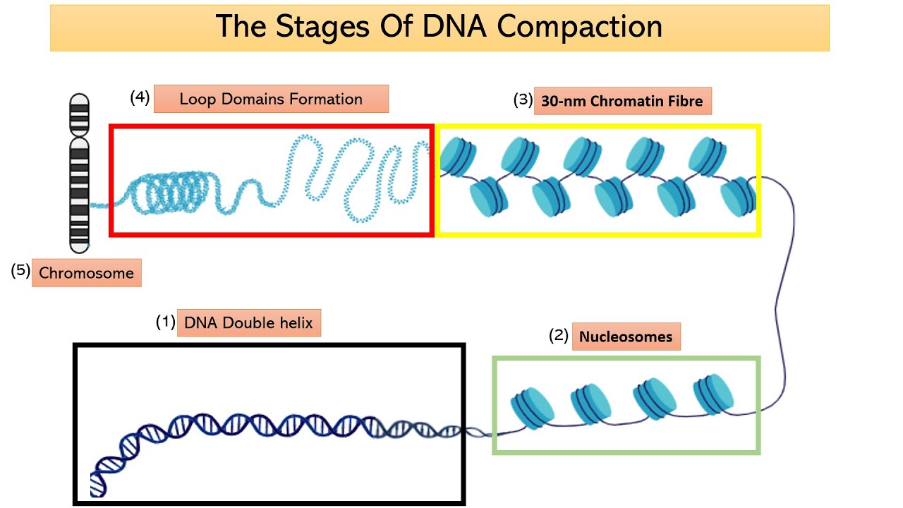 What Are Chromosomes? (An Overview Of Types, Structure, Role, Syndromes)