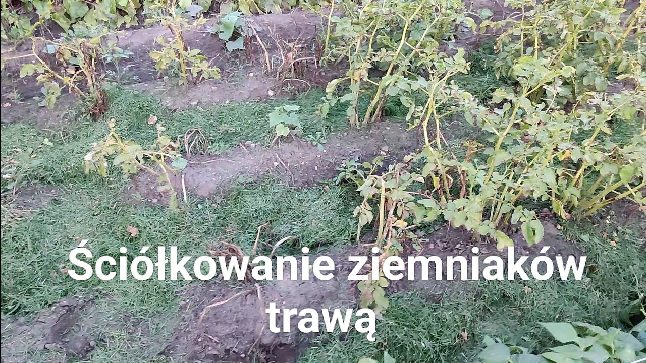 Ściółkowanie ziemniaków trawą.